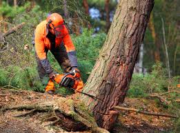 Best Tree Health Inspection  in Boaz, AL