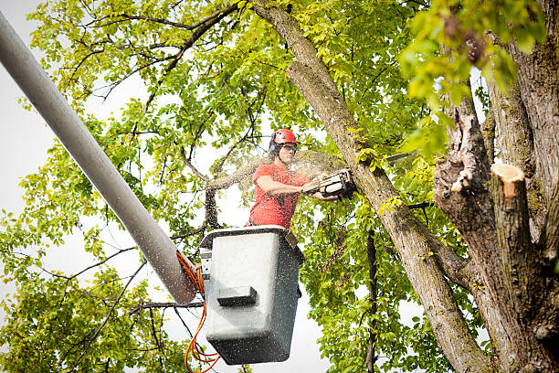 Best Tree Removal  in Boaz, AL